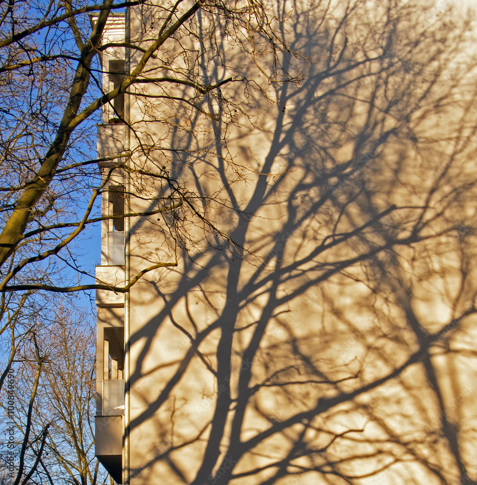 shadows of trees on the wall