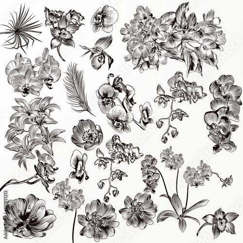Set of vector detailed orchid flowers