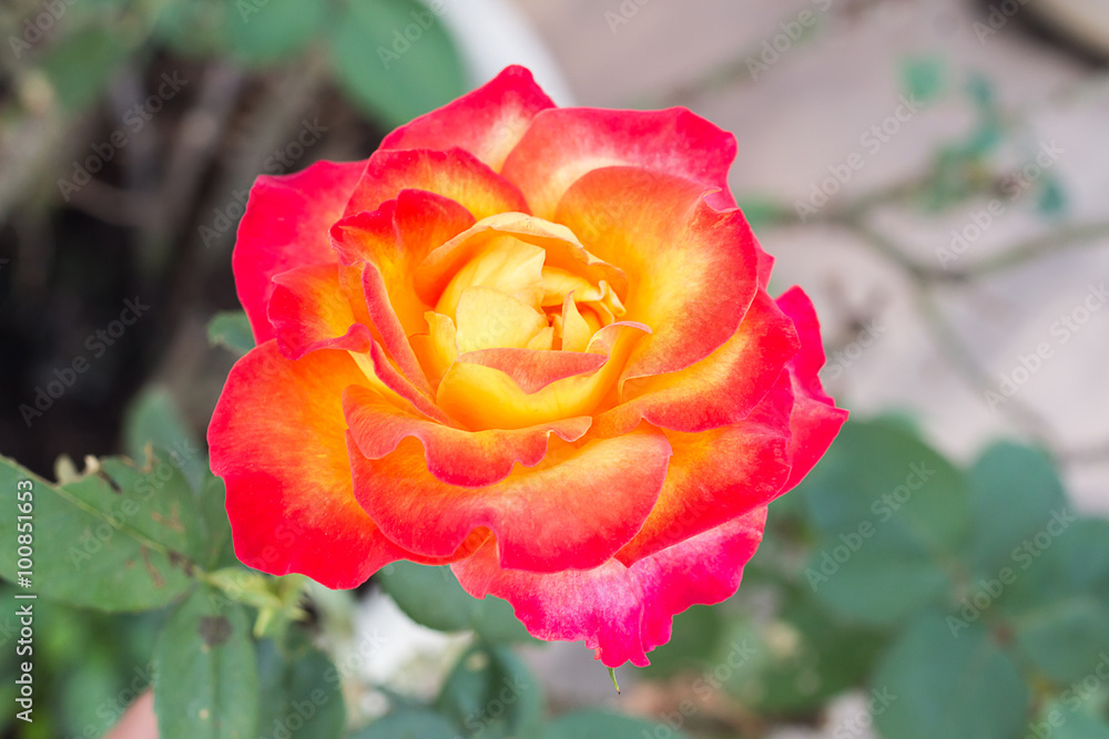 Bright orange rose in the garden house.