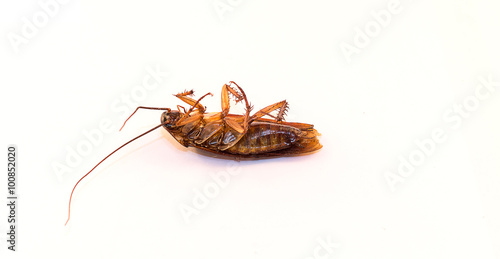 Cockroach carcasses of dead several days.on the white background © tygametey