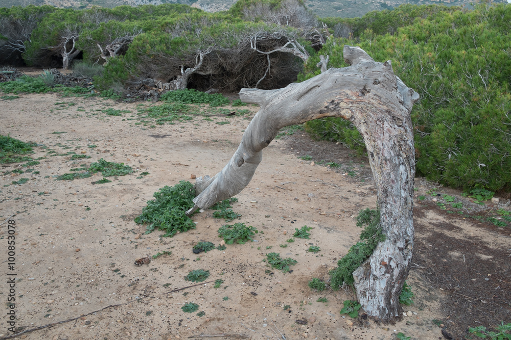 Windswept pine trees