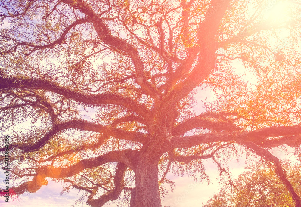 Fototapeta premium Southern live oak tree with widely spread branches, dreamy vinta