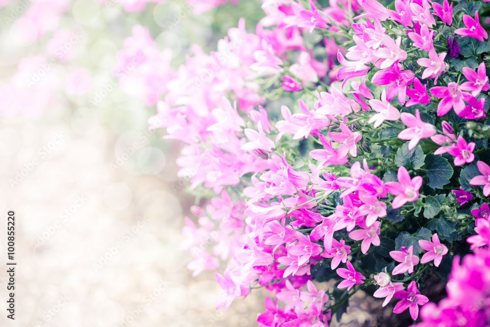 Beautiful spring background with campanula bouquet. Beautiful spring background with campanula bouquet.