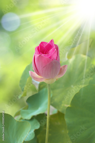 A small lotus is blossoming. Look like a rose