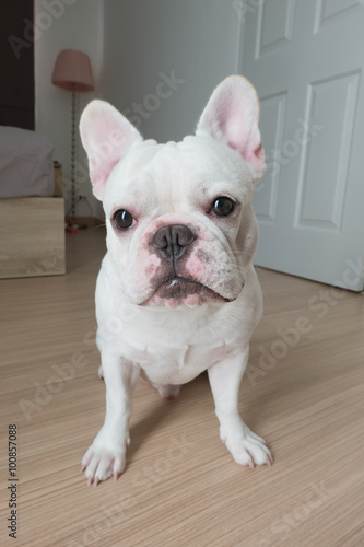 Bacon, He is white french bulldog squat on the ground. © zelelf