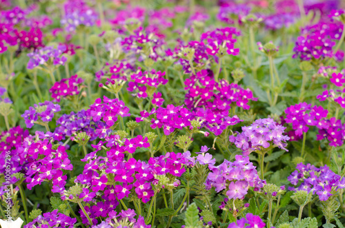 verbena  verbenas or vervains   blooming in garden