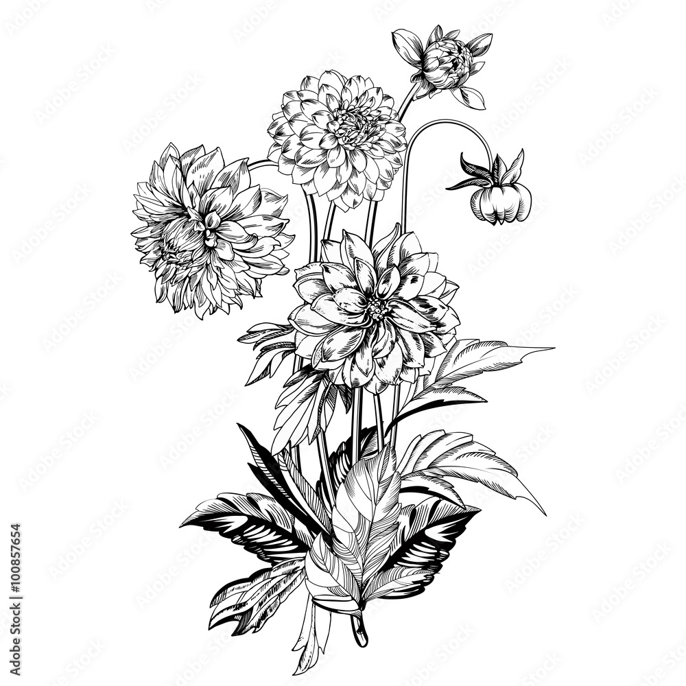 Vintage elegant flowers. Black and white vector illustration. Dahlias flowers. Botany. 
