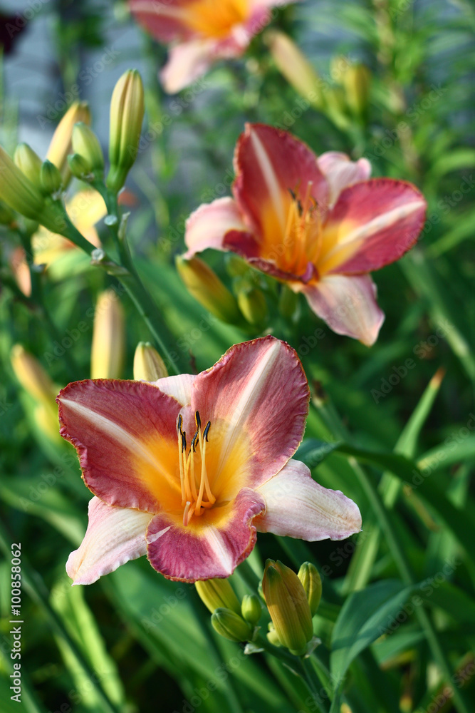 The hemerocallis plentifully blossoms flowers with large buds and motley petals.