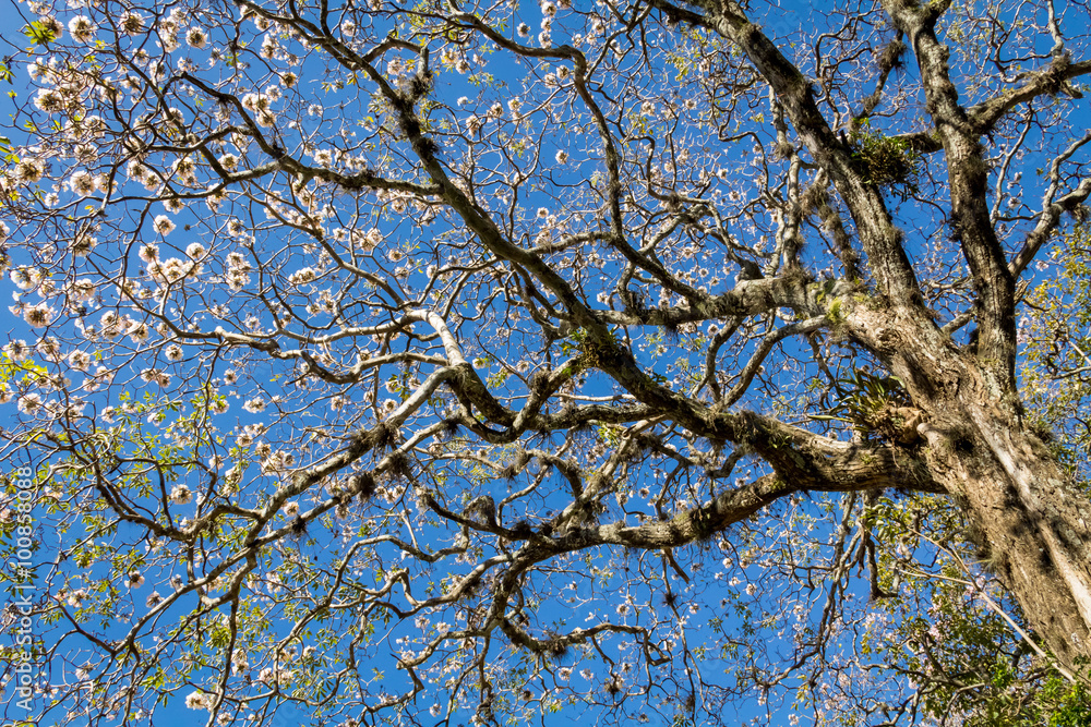 Tabebuia rosea flowered tree in San Jose, Costa Rica Tabebuia rosea flowered tree in San Jose, Costa Rica