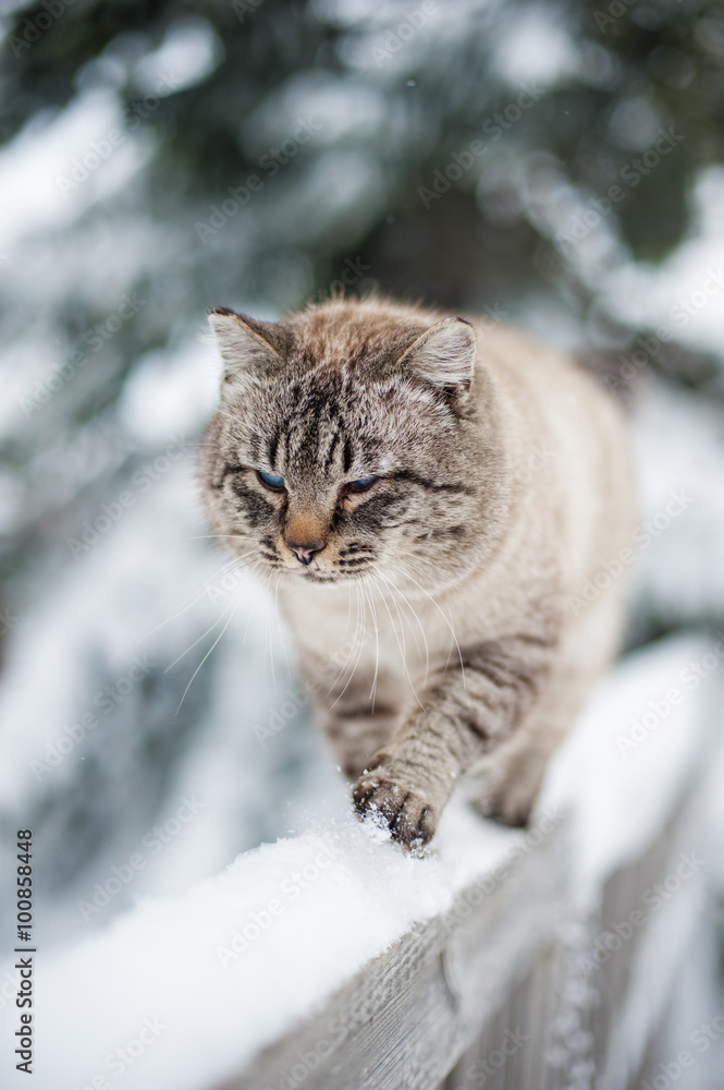 Siberian cat winter