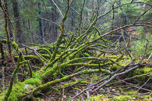 Dead tree lying down in the forest with moss on the branches