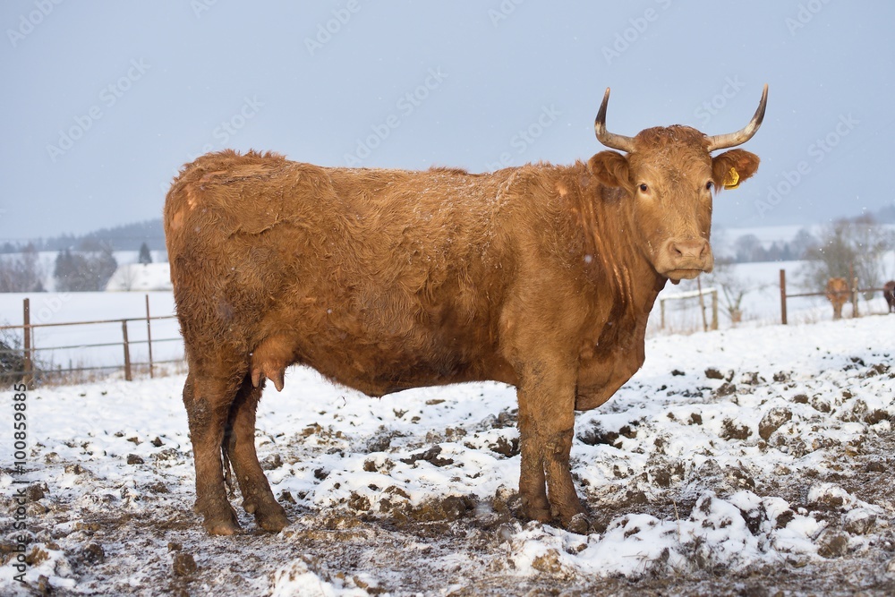 The brown cow in the winter during snowing. The breed is Salers and is considered to be one of the oldest and most genetically pure of European breeds.They are common in Auvergne region of France. The brown cow in the winter during snowing. The breed is Salers and is considered to be one of the oldest and most genetically pure of European breeds.They are common in Auvergne region of France.