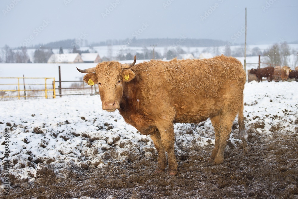 The brown cow in the winter during snowing. The breed is Salers and is considered to be one of the oldest and most genetically pure of European breeds.They are common in Auvergne region of France. The brown cow in the winter during snowing. The breed is Salers and is considered to be one of the oldest and most genetically pure of European breeds.They are common in Auvergne region of France.
