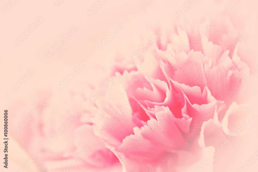 Pink flower for romantic background in soft background concept f