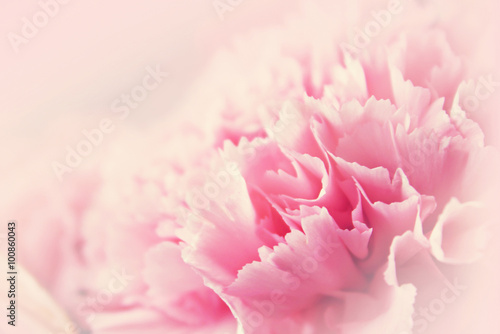 Pink flower for romantic background in soft background concept © canjoena