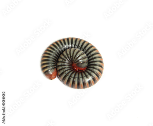 millipede in isolated on white background