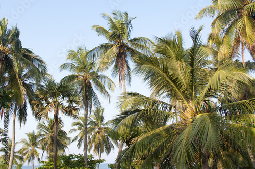 Palm trees against a beautiful clear sky