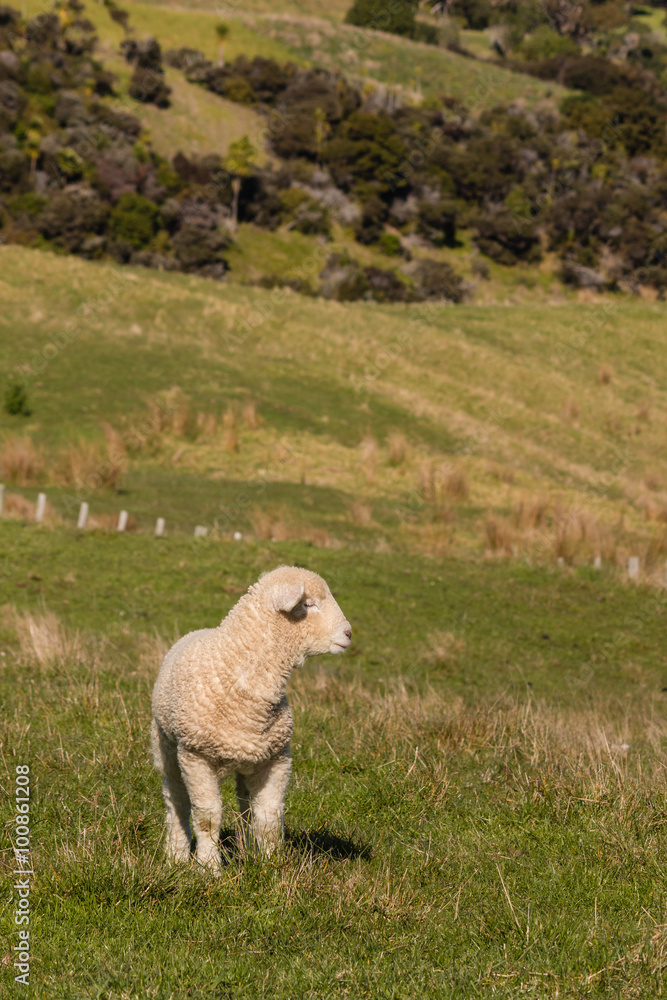 watchful lamb standing on pasture watchful lamb standing on pasture