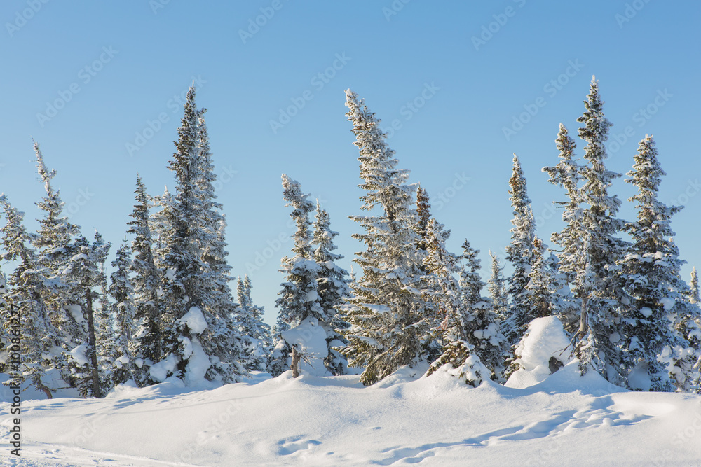 Beautiful winter landscape. Beautiful winter landscape.