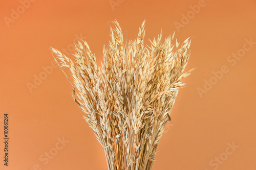 A bunch of oats ears isolated on light brown background.