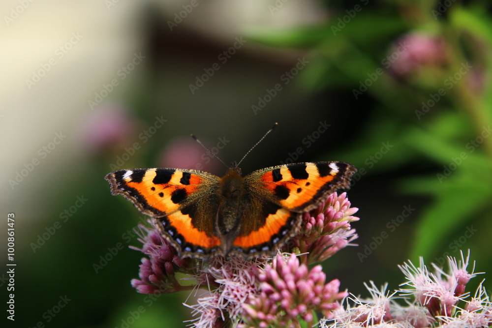 Schmetterling Edelfalter auf der Blume
Schmetterling Edelfalter auf der Blume