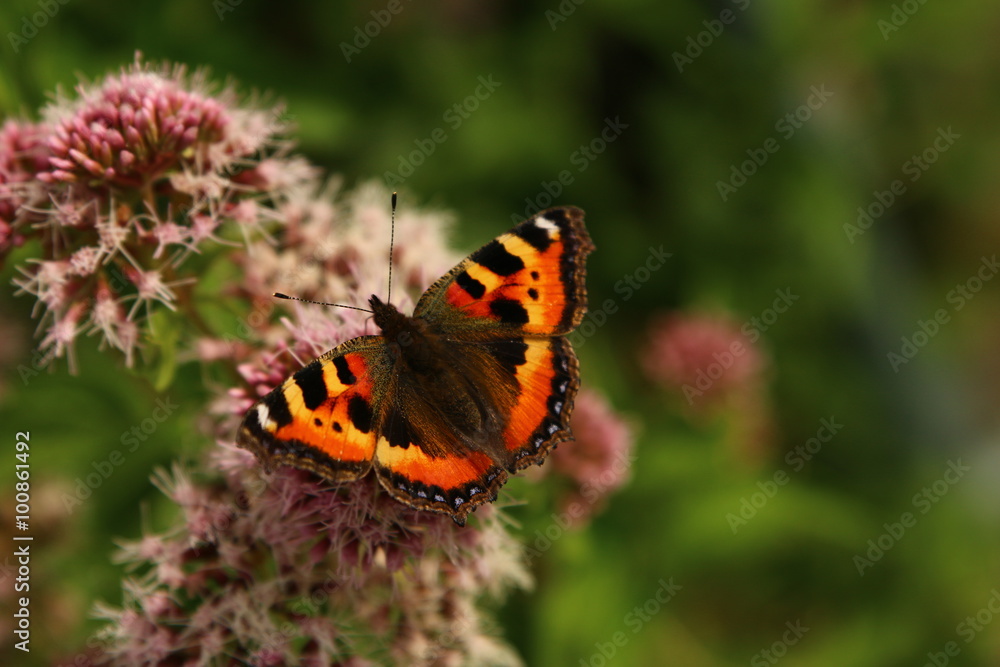 Schmetterling Edelfalter auf der Blume Schmetterling Edelfalter auf der Blume