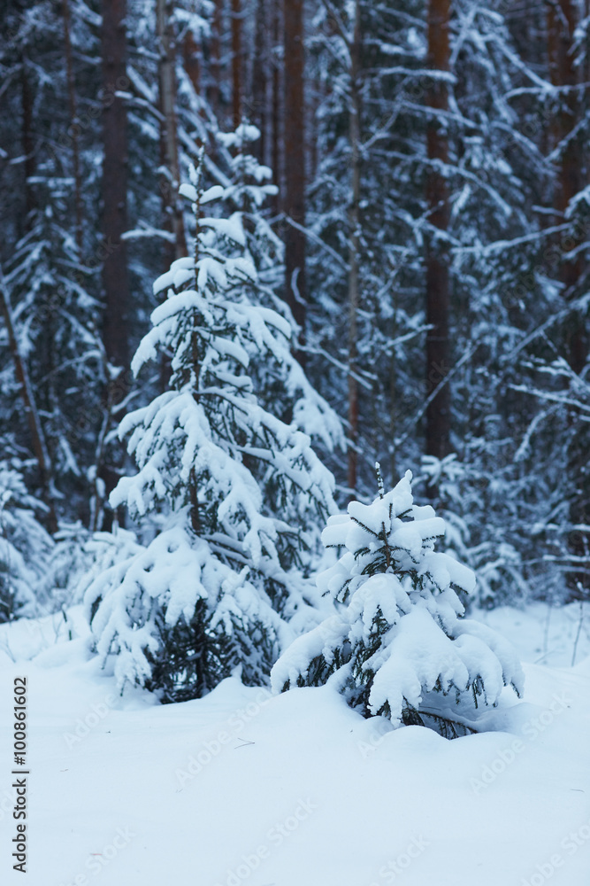 winter forest with snow