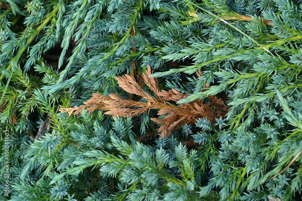 Frost damage on the juniperus - obrazy, fototapety, plakaty 