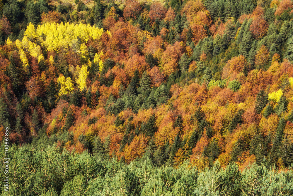 colores del bosque colores del bosque