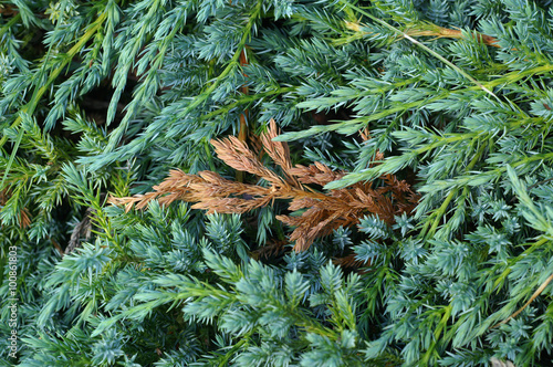 Frost damage on the juniperus