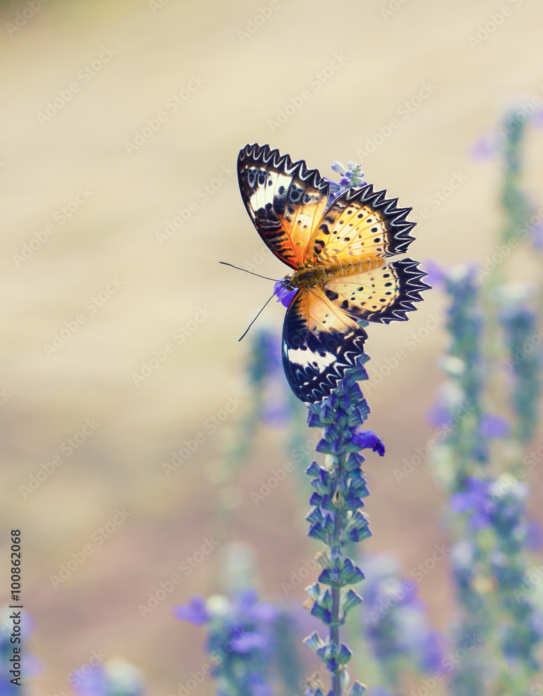 Naklejka premium Beautiful butterfly on a flower in a flower garden.