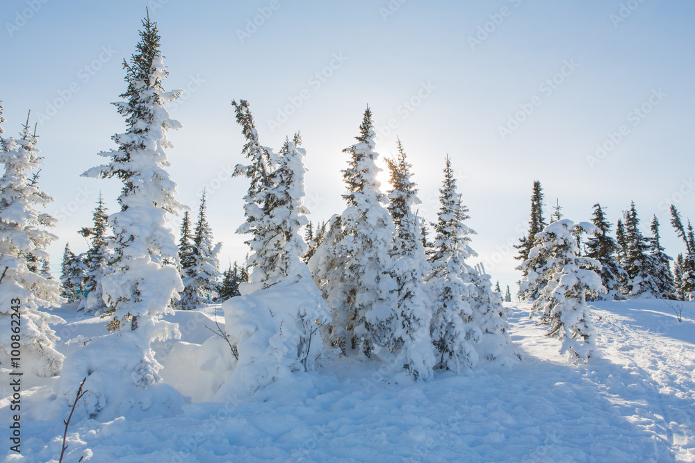 Beautiful winter landscape. Beautiful winter landscape.