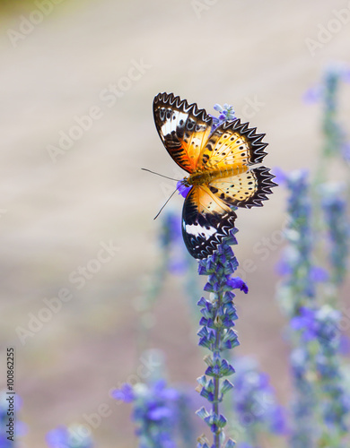 Photography Beautiful butterfly on a flower in a flower garden.