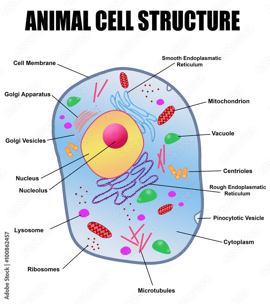 Animal Cell Structure Stock Vector Adobe Stock