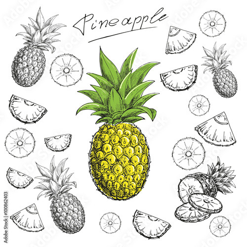 hand drawn sketch illustration a pineapple