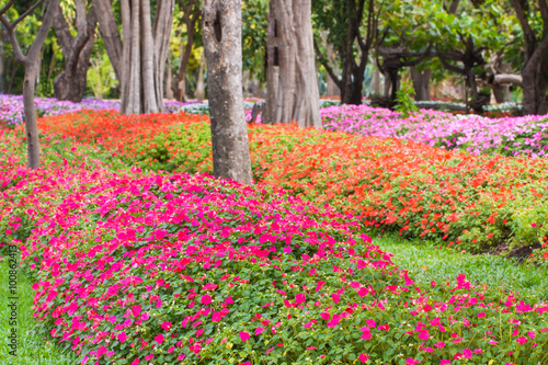 Garden with flowers with beautiful colors.