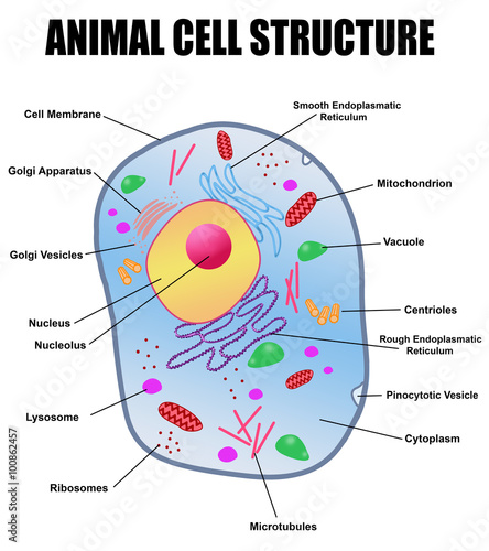 Animal cell structure