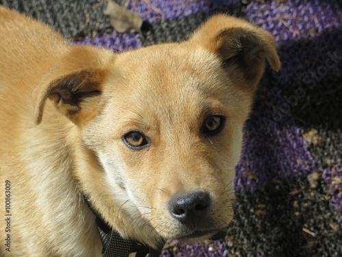 ginger dog