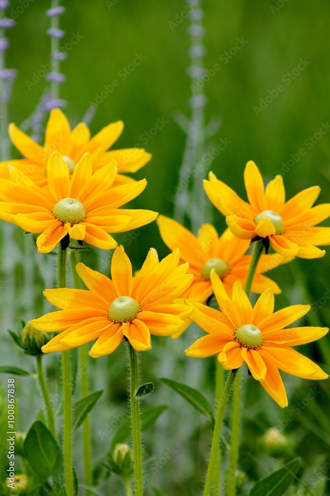 Fiori gialli Fiori gialli