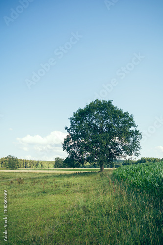 Tree on summer meadow