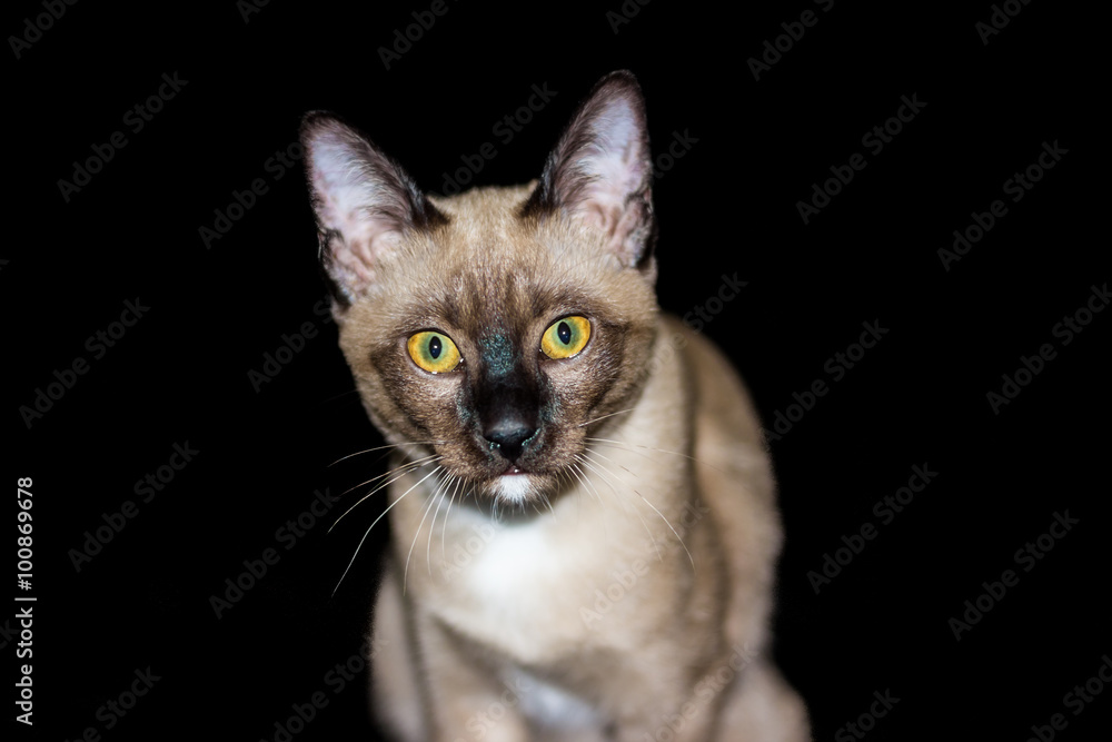 beautiful portrait of a brown cat on a black background
