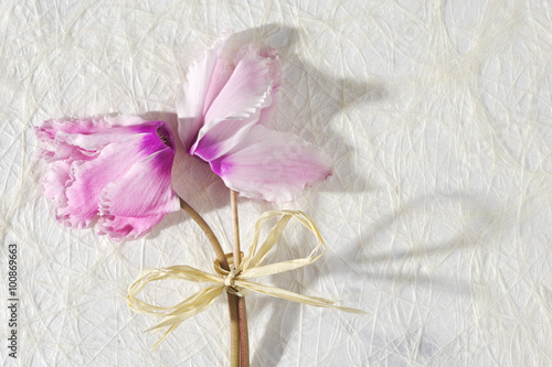 Fototapeta Naklejka Na Ścianę i Meble -  Bouquet of pink cyclamen on a white paper background. Card with flowers for birthday, anniversary, wedding or celebration