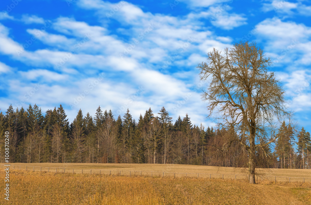 Obraz premium Alter Baum am Waldrand