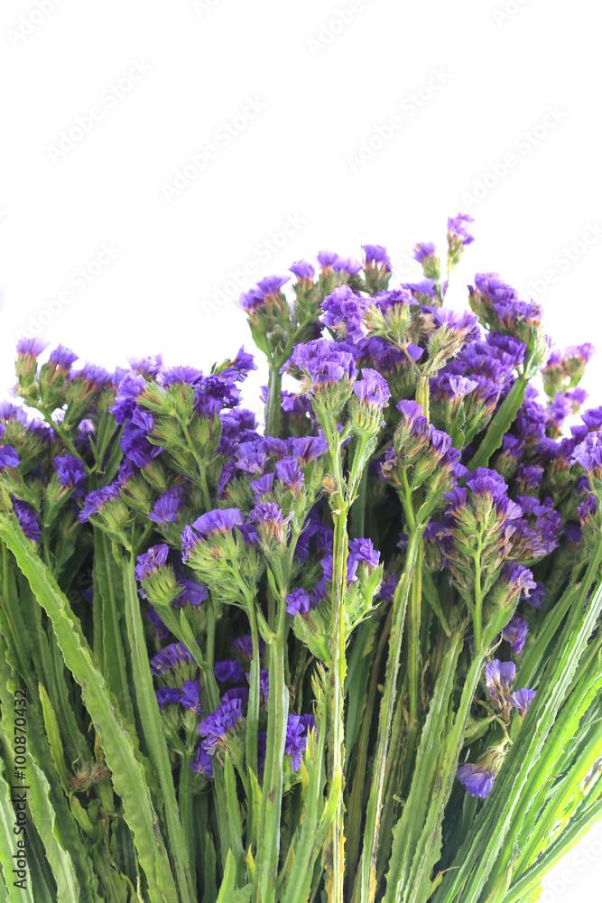 Obraz premium Purple flowers