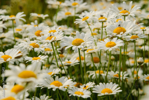 Daisy flower background. © Svetoslav Radkov