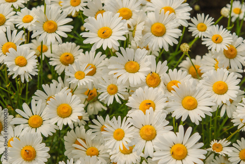 Daisy flower background.