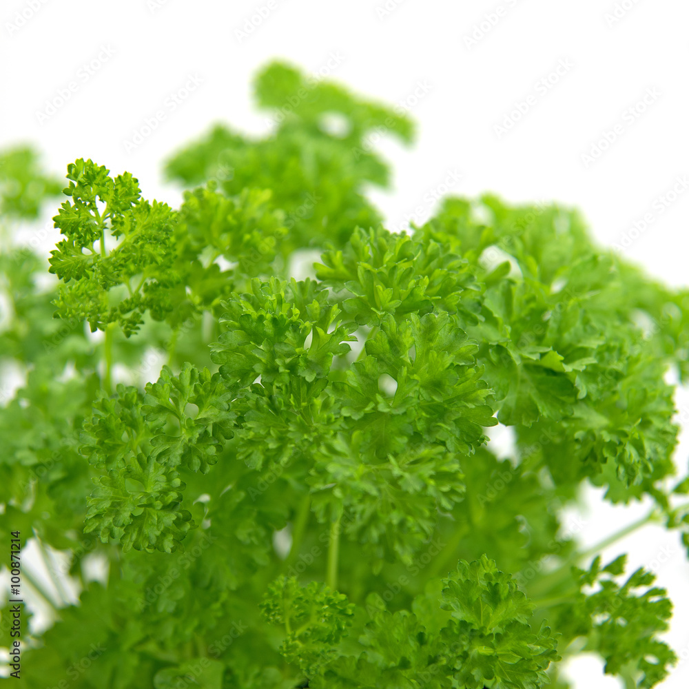 Petersilie - Petroselinum crispum Petersilie - Petroselinum crispum