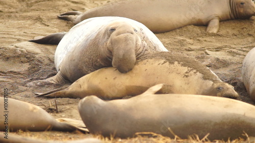 Elephant Seal Pacific Ocean Wild Animal 