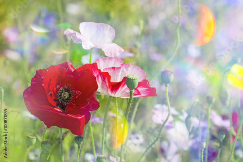 Fototapeta Naklejka Na Ścianę i Meble -  summer meadow with red poppies