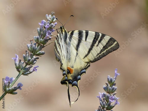 Segelfalter auf Lavendel photo